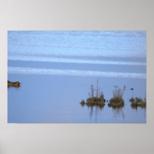 Waschbär-Schwimm-Foto-Poster Poster