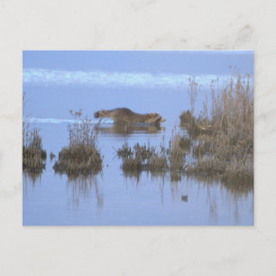 Waschbär-Schwimm-Foto-Postkarte Postkarte