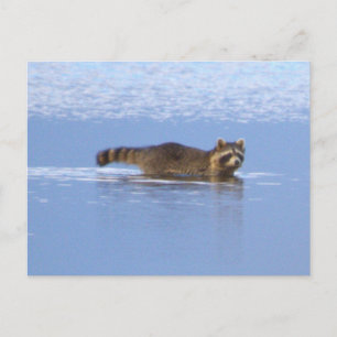 Waschbär-Schwimm-Foto-Postkarte Postkarte