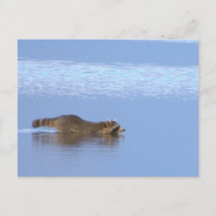 Waschbär-Schwimm-Foto-Postkarte Postkarte