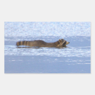 Waschbär Schwimmt im Ozean Stickers