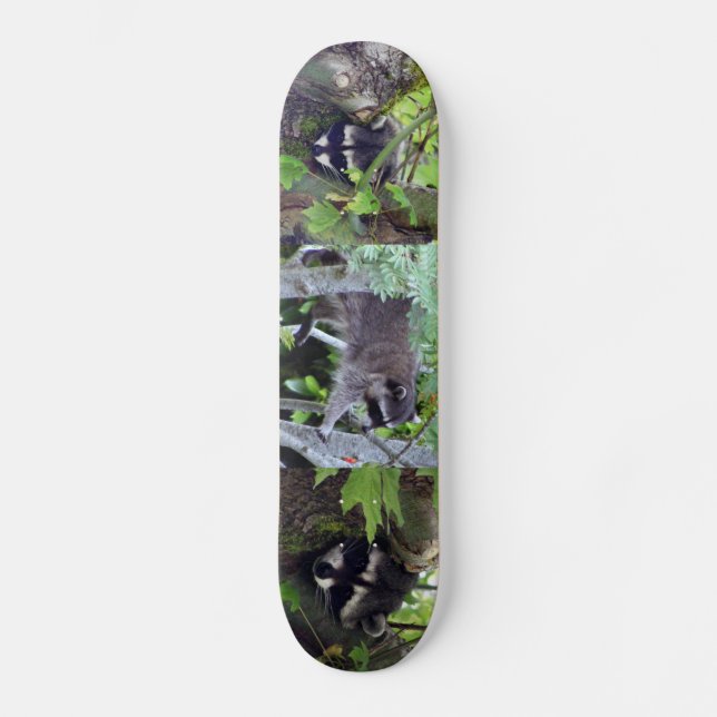 Waschbär Skateboard (Vorderseite)