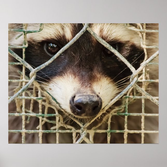 WASCHBÄR-WERT-POSTER POSTER (Vorne)