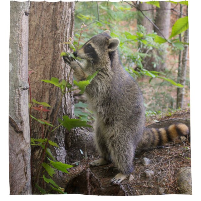 WaschbärDuschvorhang Duschvorhang (Vorderseite)