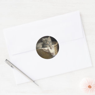 Wäsche- oder Spielzeit Grau-Kitten-Portrait Runder Aufkleber