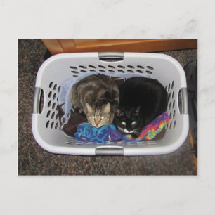 Wäschetrockner-Kätzchen Postkarte