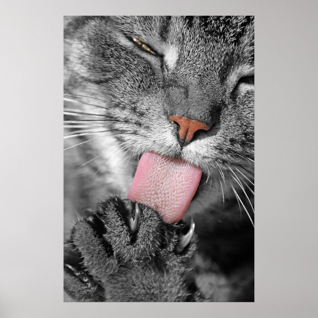 Washday Cat Poster Print (Vorne)