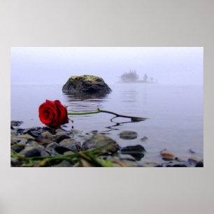 Washed Ashore Red Rose Poster