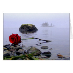 Washed Ashore Rote Rose