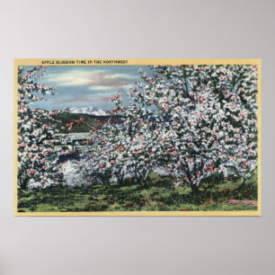 Washington - Blick auf die Apfelbäume in Blossom Poster