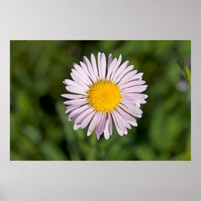 Washington, Cascade Range, Mount Baker Poster (Vorne)