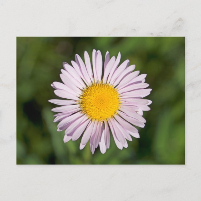 Washington, Cascade Range, Mount Baker Postkarte (Vorderseite)