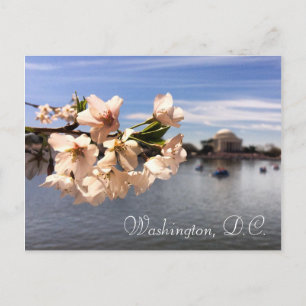 Washington, D.C. Cherry Blossom Postkarte