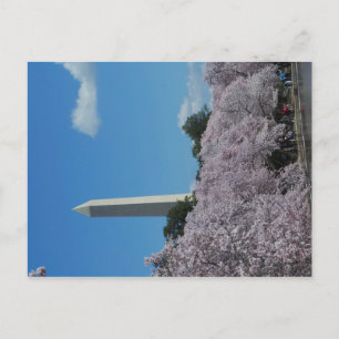 Washington DC Cherry Blossom 2 Postkarte