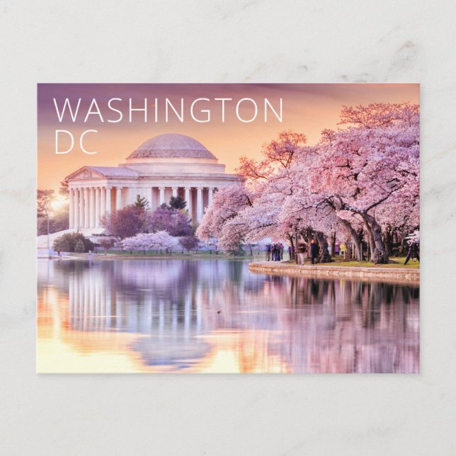Washington DC Jefferson Memorial Cherry Blossoms Postkarte (Vorderseite)