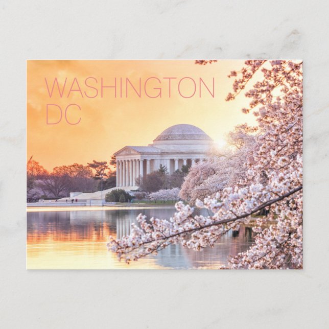 Washington DC Jefferson Memorial Cherry Blossoms Postkarte (Vorderseite)