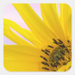 Washington. Detail Sonnenblumen 1 Quadratischer Aufkleber