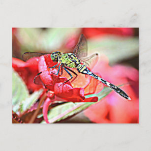 Washington Green Darner Dragonfly Postkarte