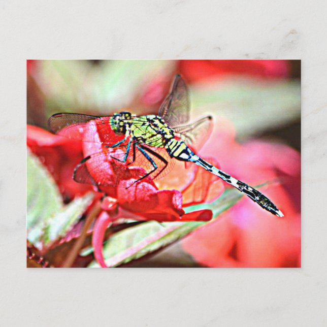 Washington Green Darner Dragonfly Postkarte (Vorderseite)