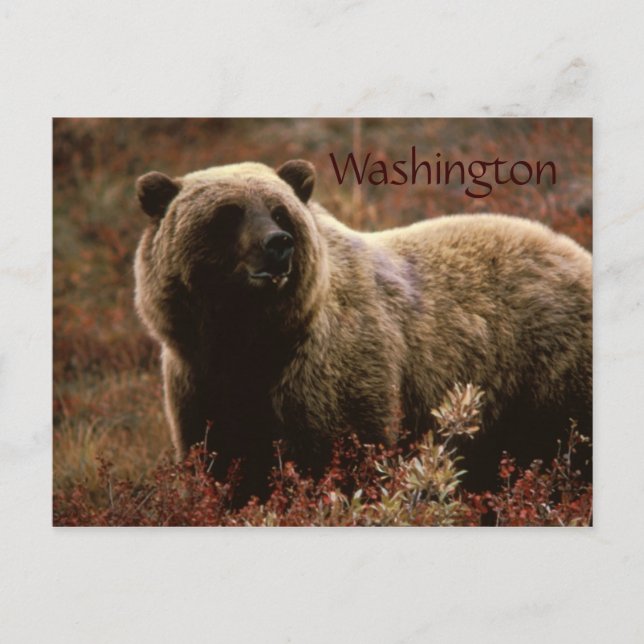 Washington Grizzlybär Postkarte (Vorderseite)