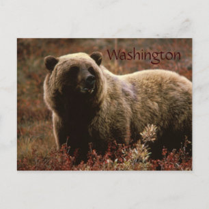 Washington-Grizzlybär-Postkarte Postkarte