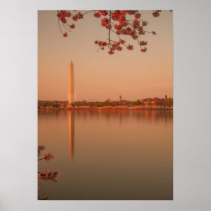 Washington-Monument Kirschblüte am Sonnenuntergan Poster