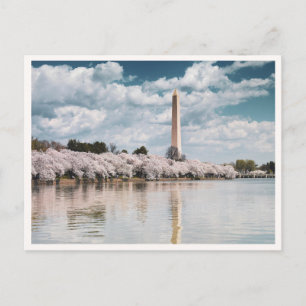 Washington Monument Kirschblüten DC Foto Postkarte