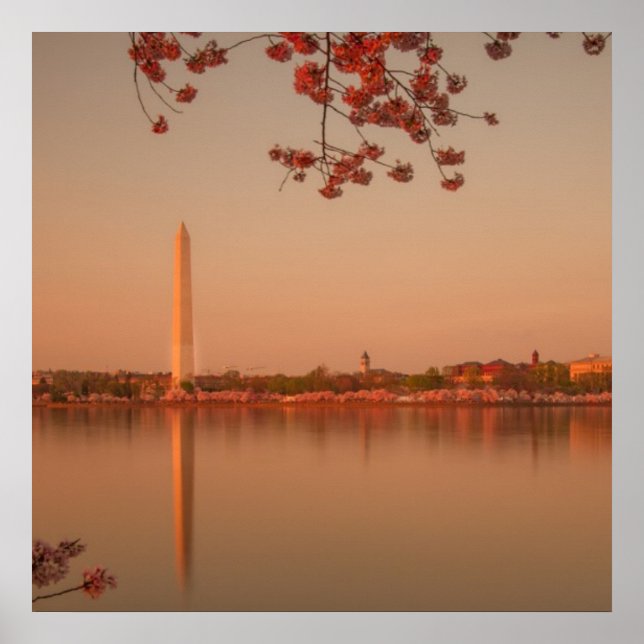 Washington Monument Sakura bei Sonnenuntergang. Poster (Vorne)