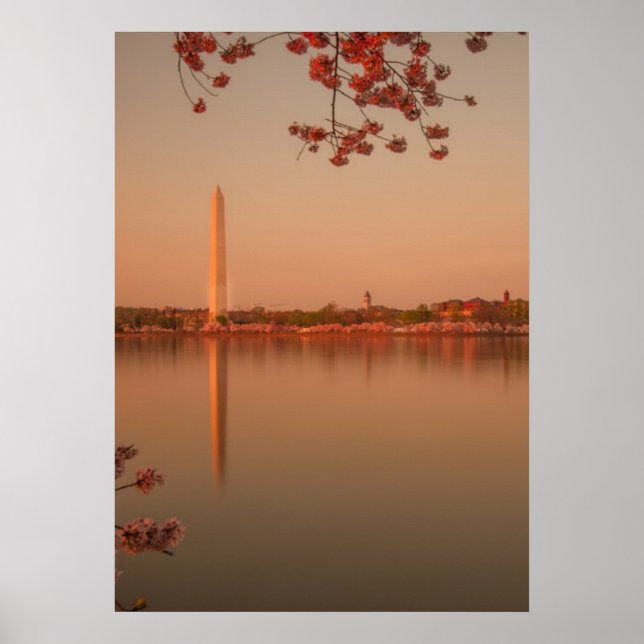Washington Monument Sakura bei Sonnenuntergang. Poster (Vorne)