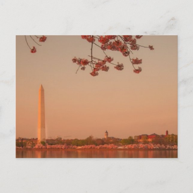Washington Monument Sakura bei Sonnenuntergang. Postkarte (Vorderseite)