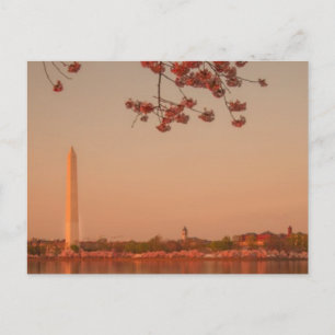 Washington Monument Sakura bei Sonnenuntergang. Postkarte