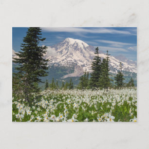 Washington, Mount Rainier National Park 1 Postkarte