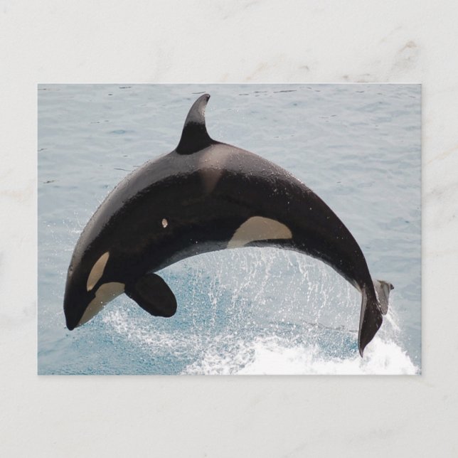 Washington Orca Whale Postkarte (Vorderseite)