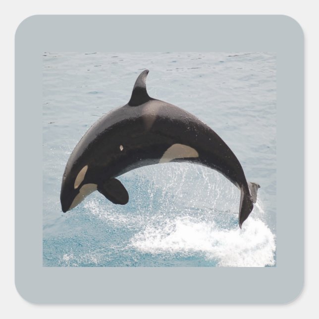 Washington Orca Whale Quadratischer Aufkleber (Vorderseite)