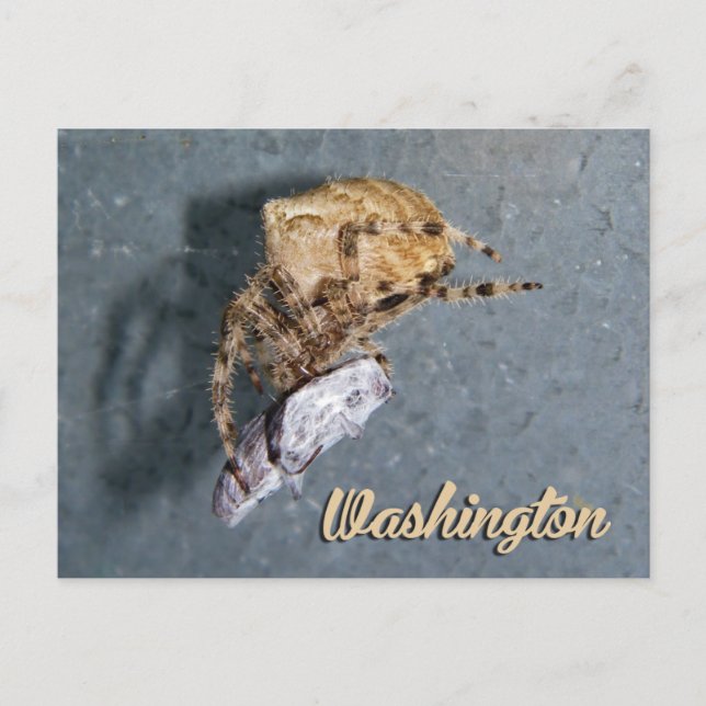 Washington Postcard, Gea Spider Postkarte (Vorderseite)