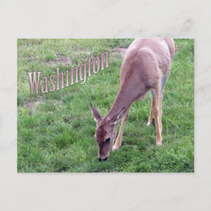 Washington Postkarte, Weißwedelhirsch Postkarte