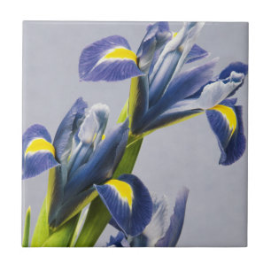 Washington, Redmond, Violette Schwertlilien Fliese