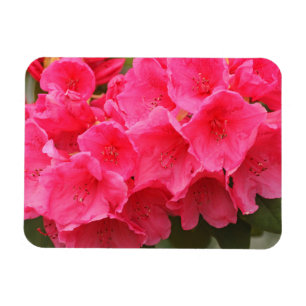 Washington, Seattle, Puget Sound, Discovery Park Magnet