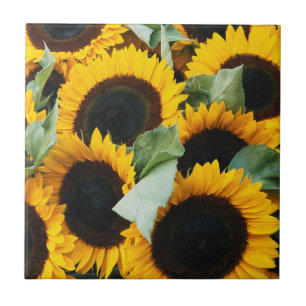Washington, Seattle, Sonnenblume zu verkaufen Pike Fliese