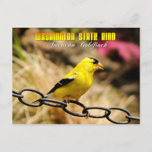 Washington Staat Bird - American Goldfinch Postkarte