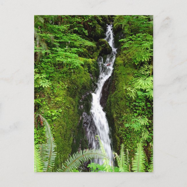 Washington Staat Postcard: Quinault Rain Forest Postkarte (Vorderseite)