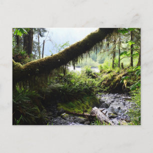 Washington Staat Postcard: Quinault Rain Forest Postkarte