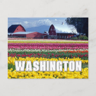 Washington Staat Tulip Field Happy Birthday Postkarte