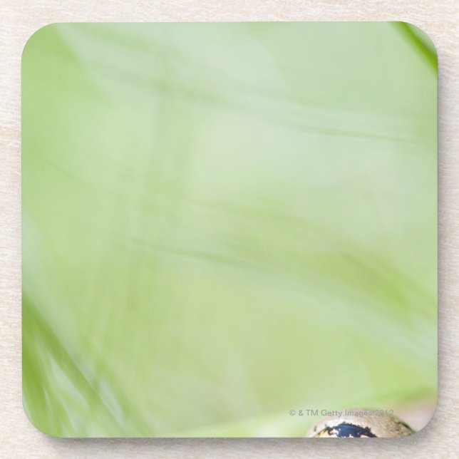 Washington, USA Getränkeuntersetzer (Vorderseite)