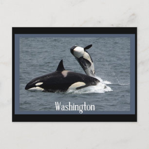 Washington Whales Postcross Postcard Postkarte