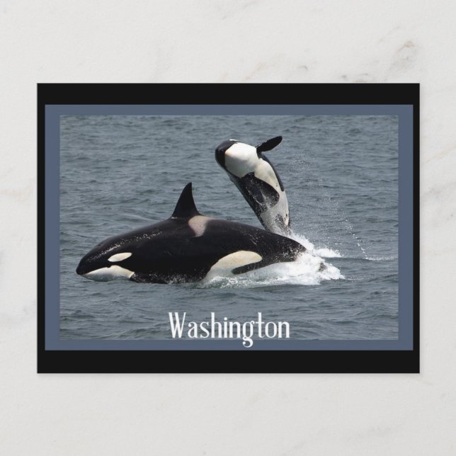 Washington Whales Postcross Postcard Postkarte (Vorderseite)