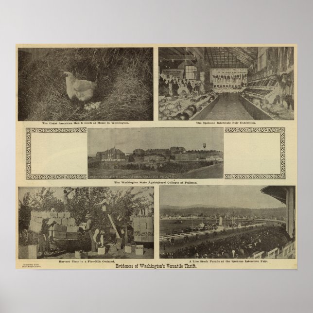 Washingtons vielseitiger Nervenkitzel Poster (Vorne)