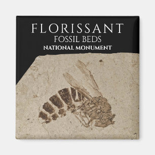 Wasp Fossil Florissant Fossil Betten Nationalmuseu Magnet
