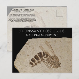 Wasp Fossil Florissant Fossil Betten Nationalmuseu Postkarte