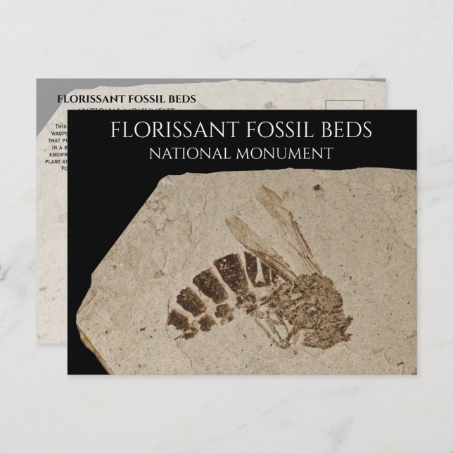 Wasp Fossil Florissant Fossil Betten Nationalmuseu Postkarte (Vorne/Hinten)
